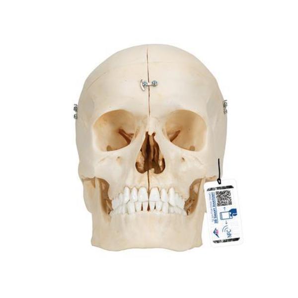 3B Scientific BONElike Human Bony Skull Model, 6 part - w/ 3B Smart Anatomy 1000062